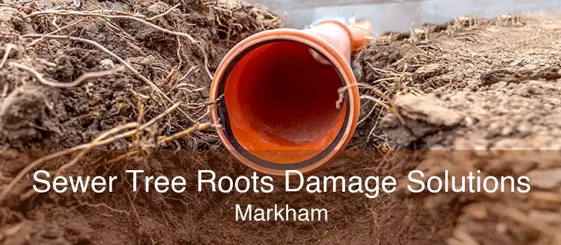 Sewer Tree Roots Damage Solutions Markham